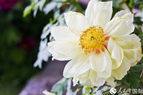 洛陽國(guó)家牡丹園牡丹盛開。 人民網(wǎng)記者 魯揚(yáng)攝