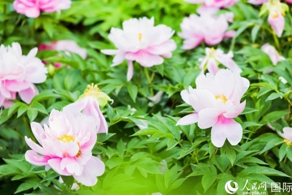 洛陽國(guó)家牡丹園牡丹盛開。 人民網(wǎng)記者 魯揚(yáng)攝
