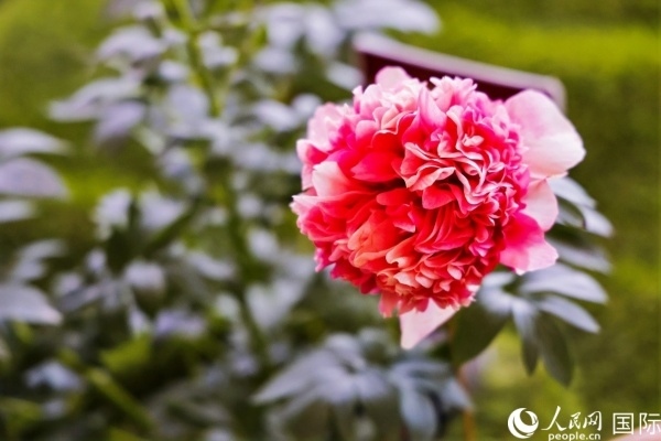 洛陽國(guó)家牡丹園牡丹盛開。 人民網(wǎng)記者 魯揚(yáng)攝