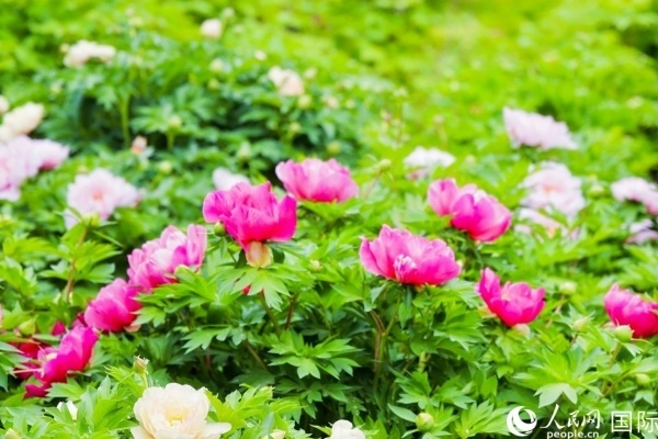 洛陽國(guó)家牡丹園牡丹盛開。 人民網(wǎng)記者 魯揚(yáng)攝