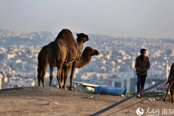 約旦首都阿曼街頭的駱駝。人民網(wǎng) 納達爾·達烏德攝