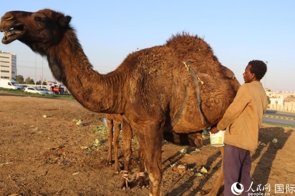 工人在給駱駝擠奶。人民網(wǎng) 納達爾·達烏德攝