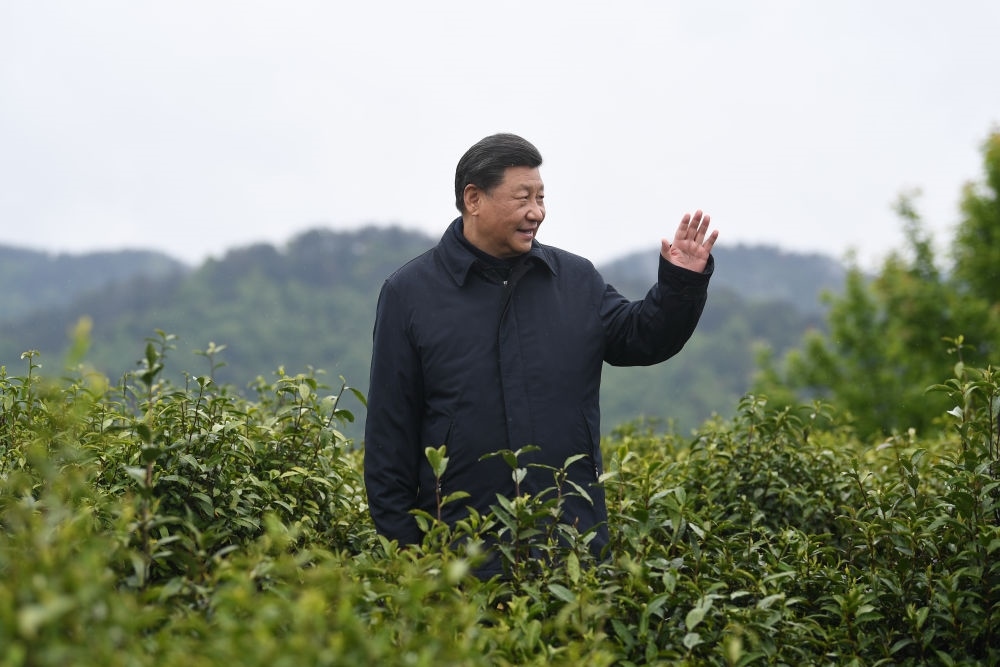 2020年4月21日，習(xí)近平總書記來到陜西安康市平利縣老縣鎮(zhèn)，在茶園考察脫貧攻堅情況。新華社記者 燕雁 攝