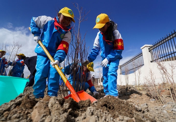 2025年4月25日，西藏那曲市小學(xué)生在植樹。新華社記者 晉美多吉 攝